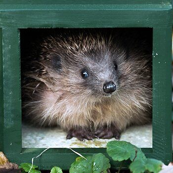 910070119-Egelwoonhuis-XXL-DV-8169