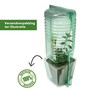 Plant-blister-2153_-_bewerkt