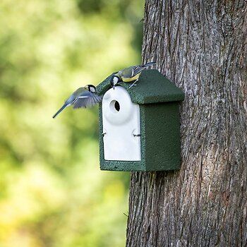 905980119-WoodStone_32mm_Nest_Box_Green-SW-Sem-Low-Res-4745