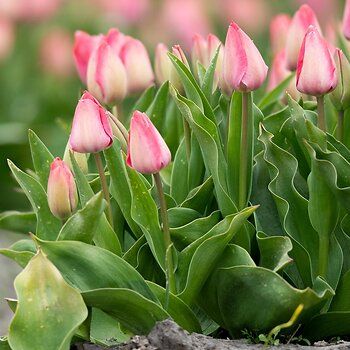 821490120-Tulpen-Pink_impression-DV-9514