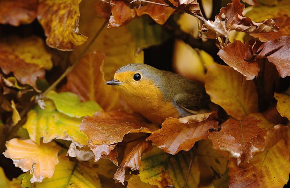 roodborst_struik