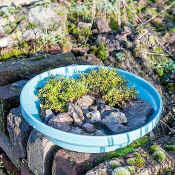 C99102_Insect-wtaer-dish_JVG-0103