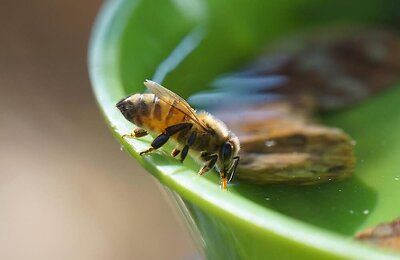 water-insect_1