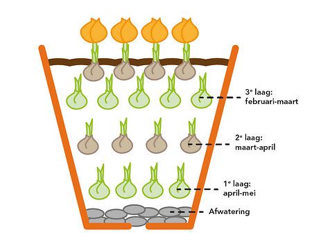 infographic_bloemenlasagne-NL_1
