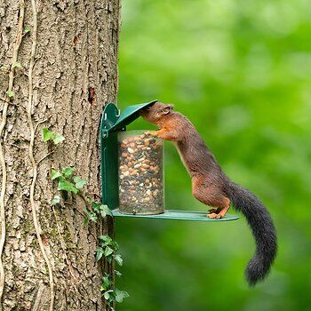 30301-Metalen_Eekhoorn_voederhuis_Sarita-PPA-2448