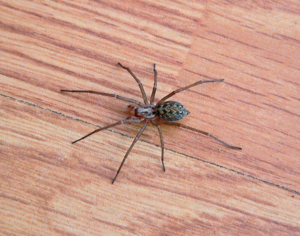 Handbook_20067_P060_061_spider