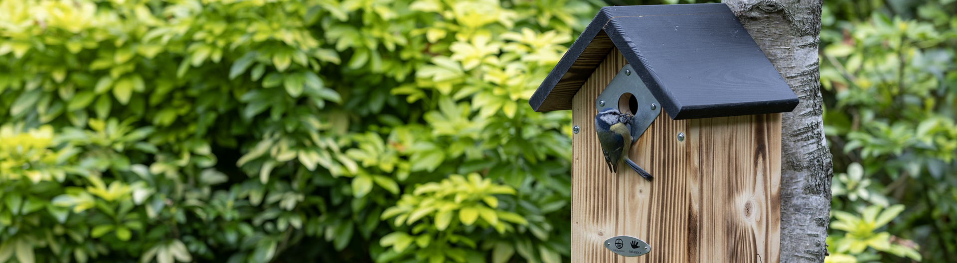 Pimpelmees op Natuurpunt nestkast