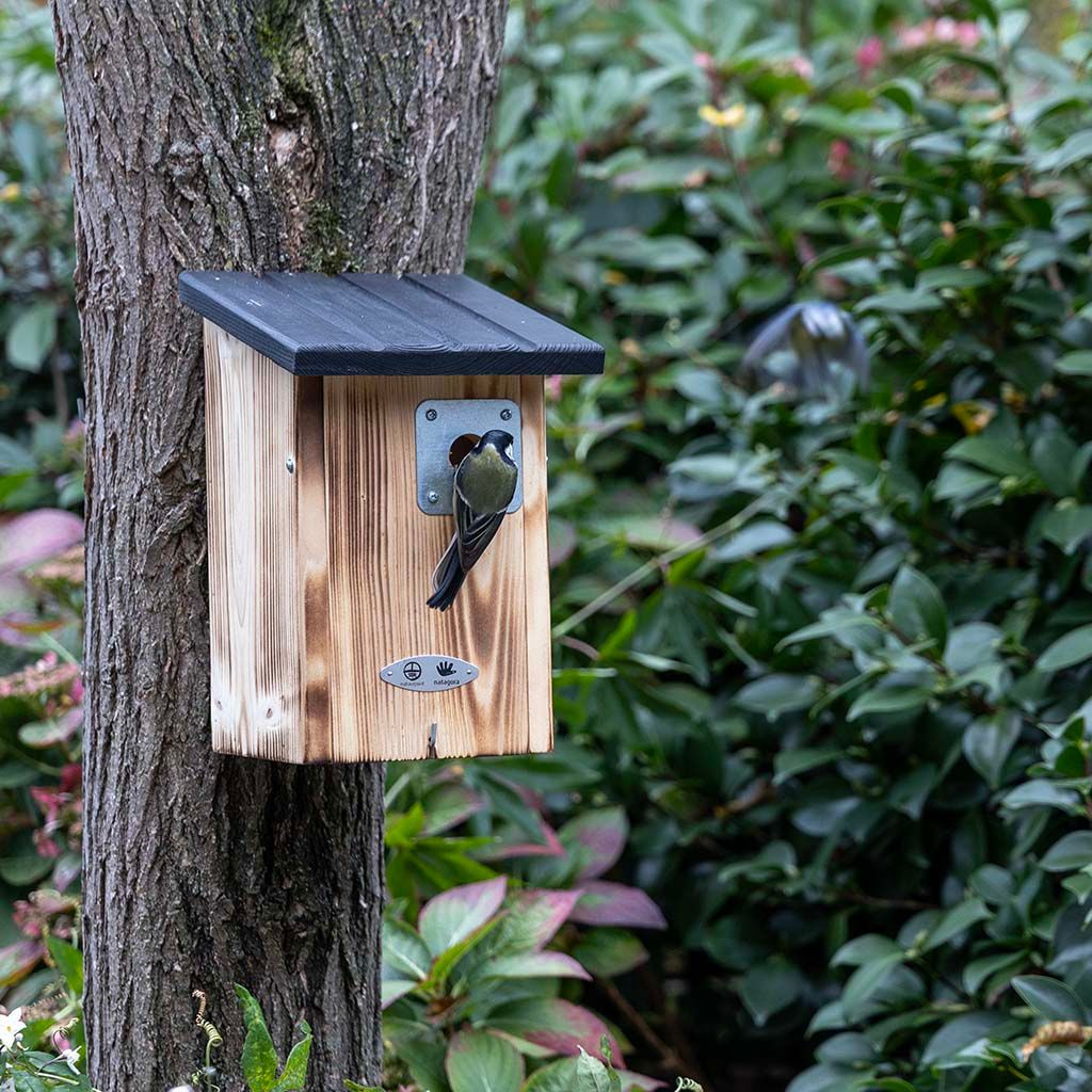 Koolmees op Natuurpunt nestkast