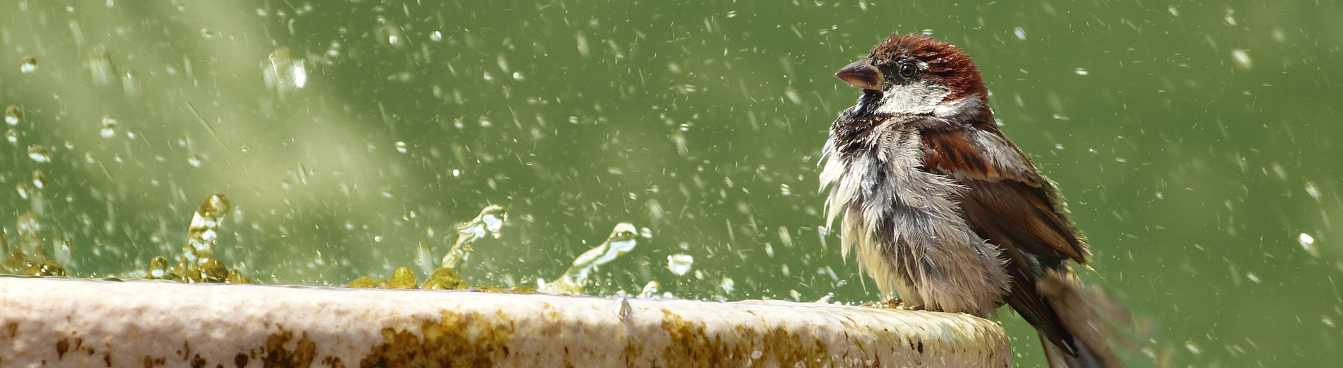 bird-1387924-bew_flipped