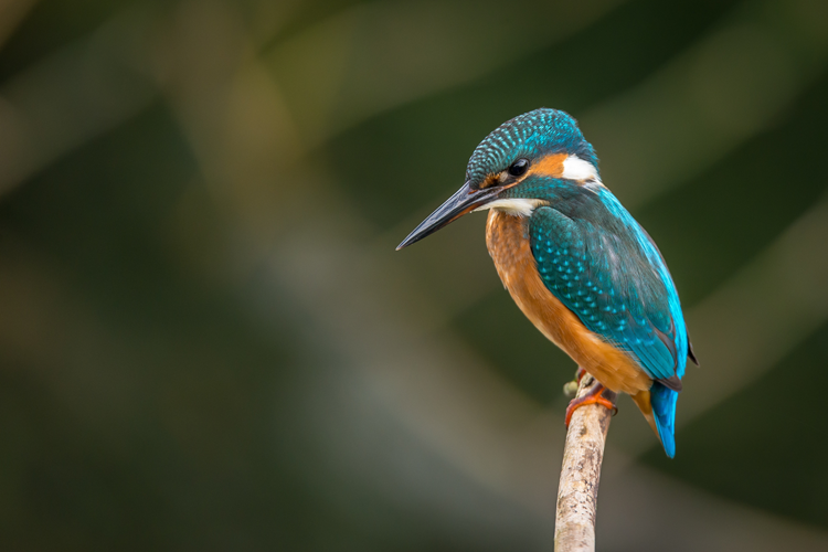 kingfisher-ijsvogel-983944-pixabay