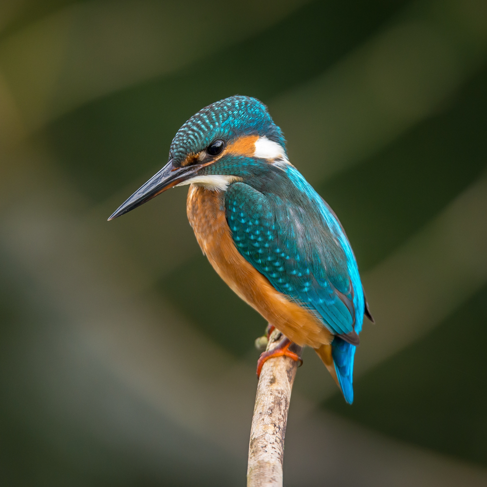 kingfisher-ijsvogel-983944-pixabay_1