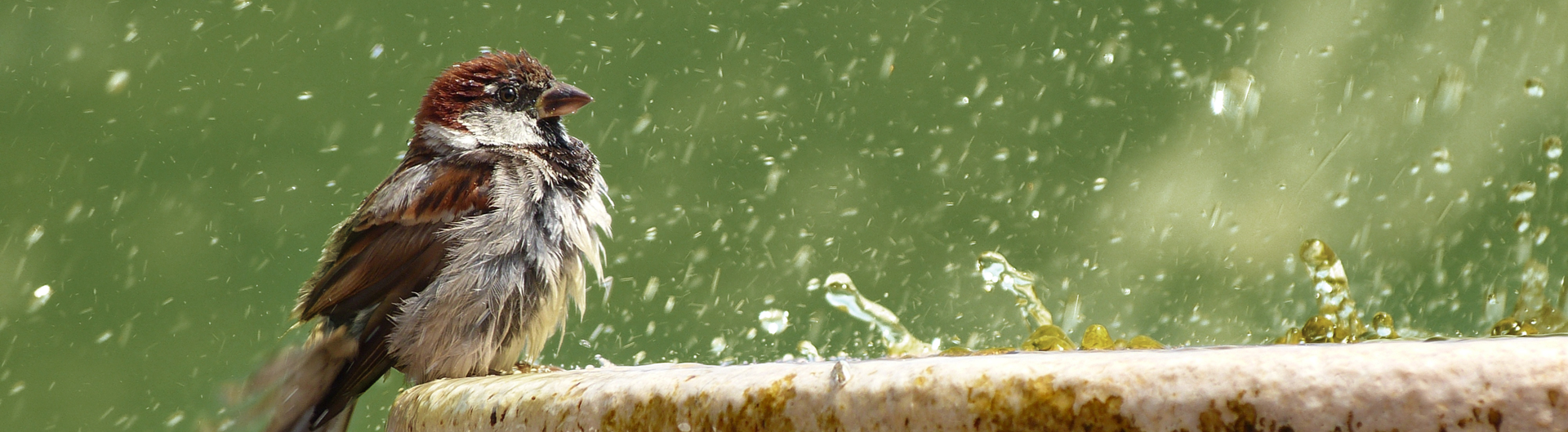 water_desktop