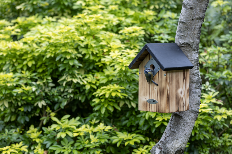 Pimpelmees op Natuurpunt nestkast