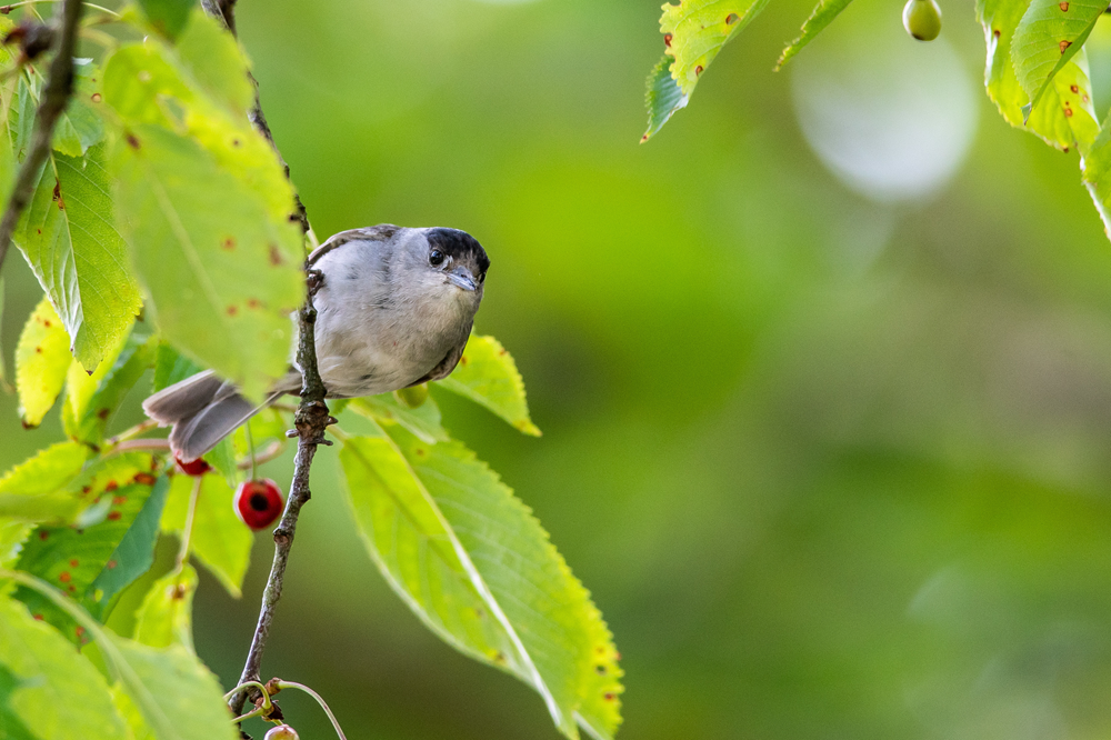 Zwartkop-blackcap-SW-Sem-6571-mobile