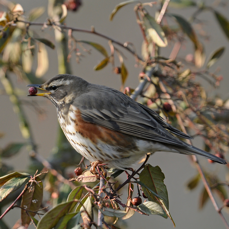 koperwiek_PPA4824_desktop