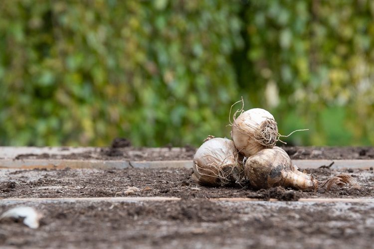 Bloembollen_lasagne_-QM-7712