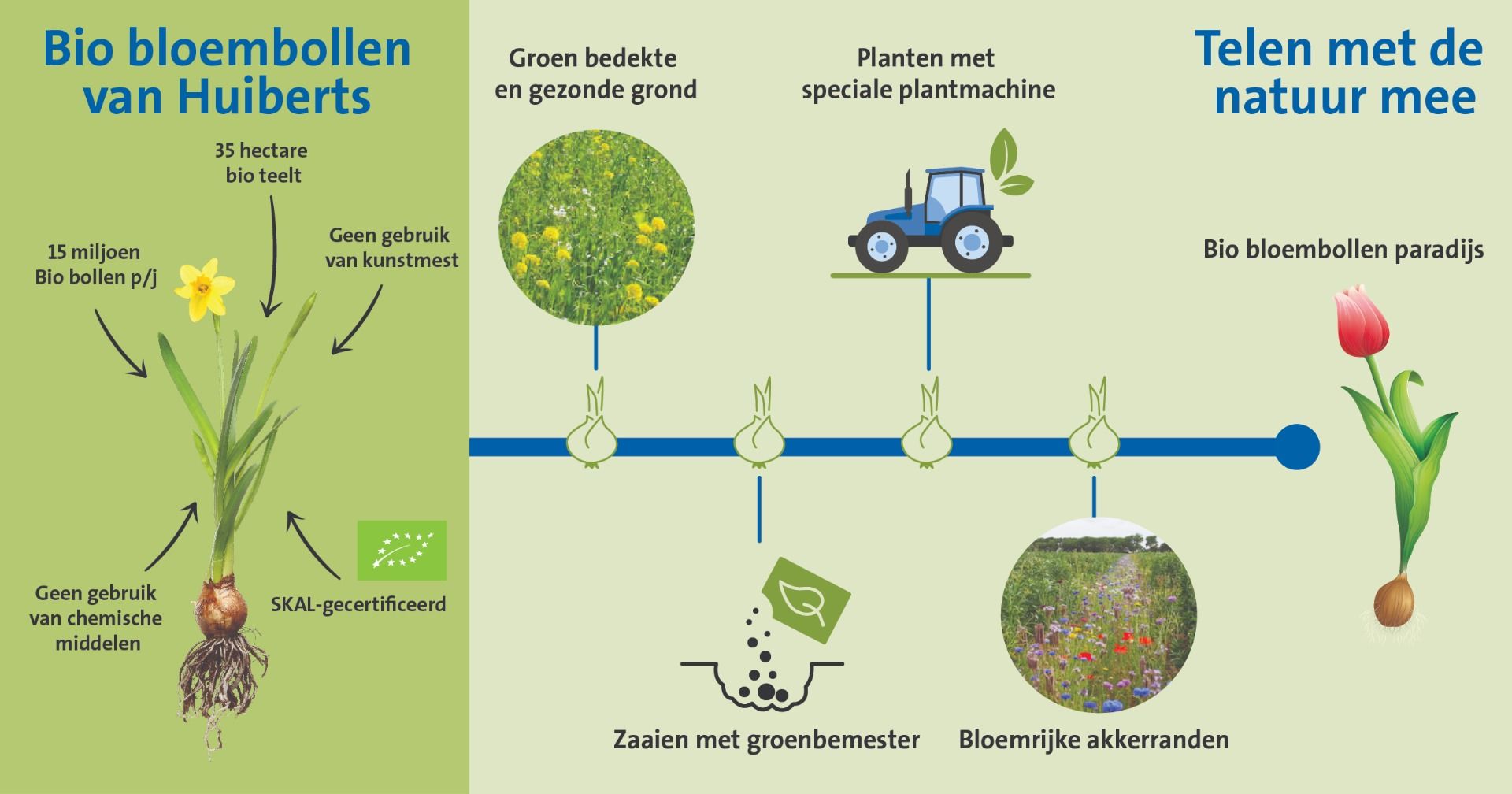 CD-816_Biologische_bollen_infographic_-_NL_VBN
