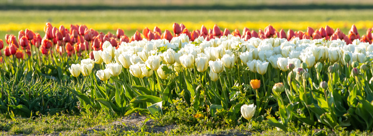 Mooie tulpen in een open veld