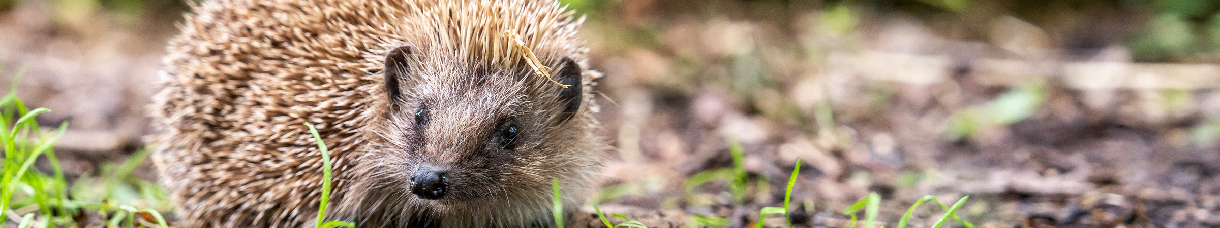 Hedgehog-Hedgehogs-Egel-Egels_dekstop