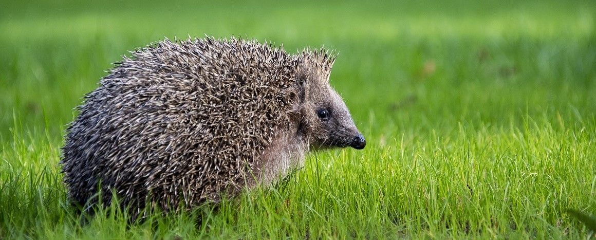 Hedgehog_7928_QM