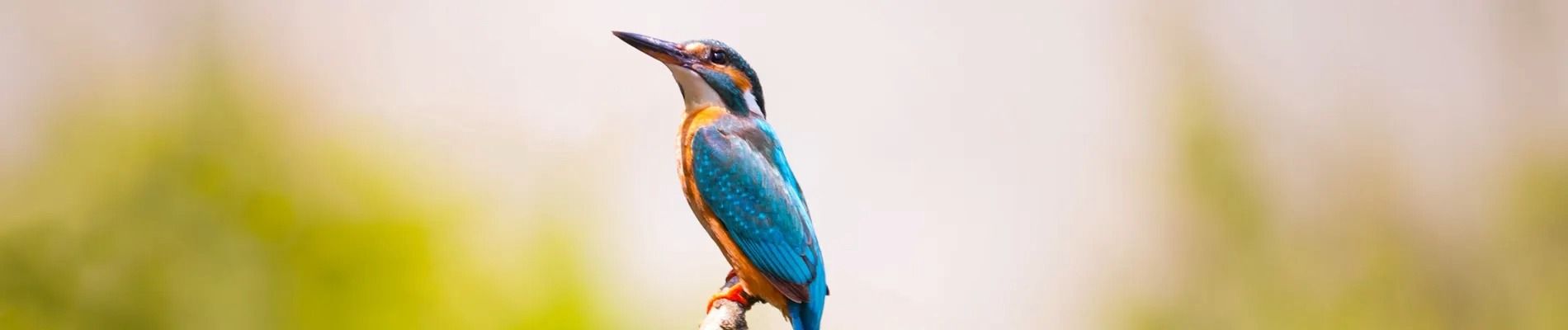 kingfisher-ijsvogel-2363879