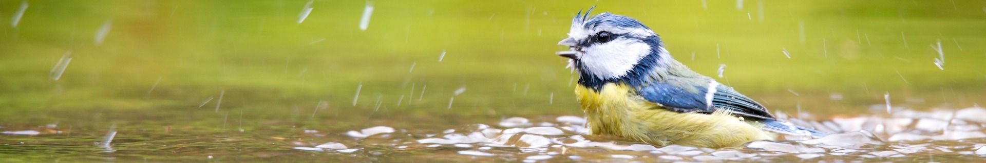 natuurpunt_pimpelmees_dekstop