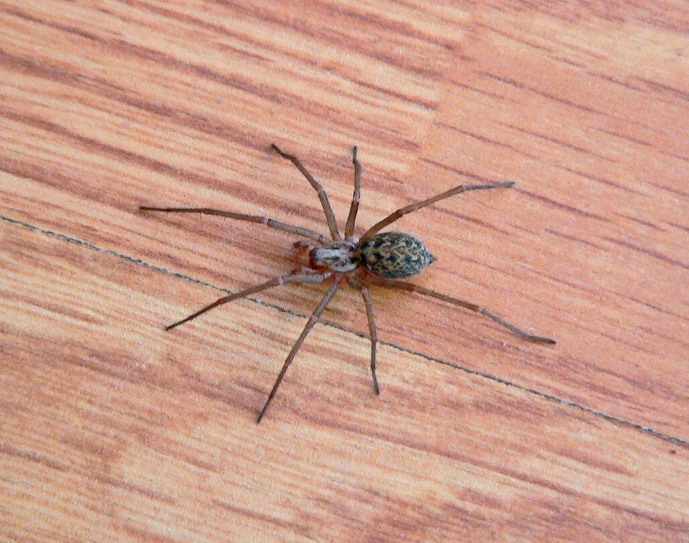 Handbook_20067_P060_061_spider