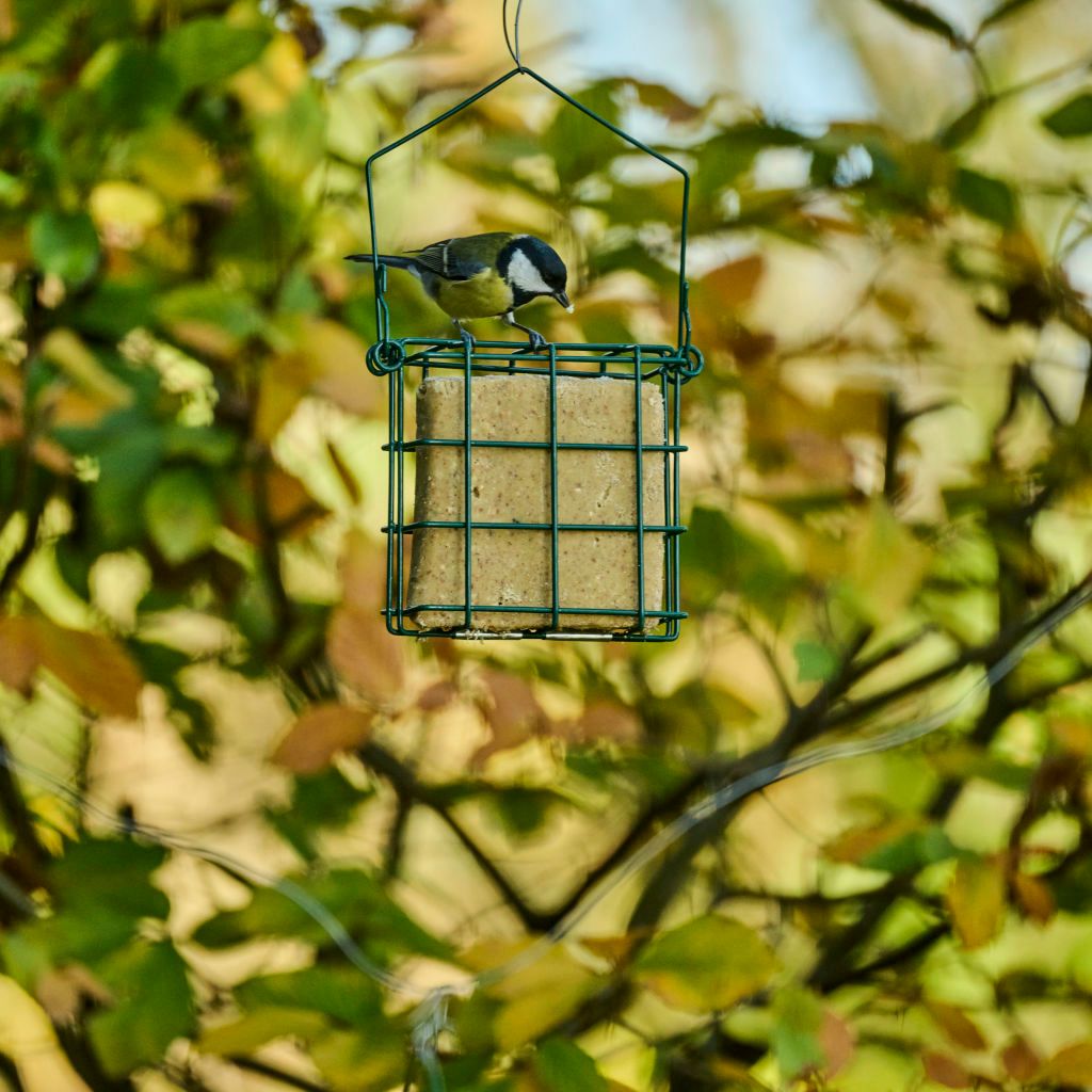 112160119_CJ_Vegan_Suet_Block_315g_Peanuts_JD_03_1_