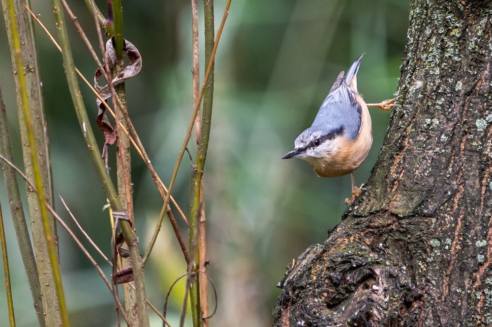 Nuthatch-SW-Sem-03692_1_