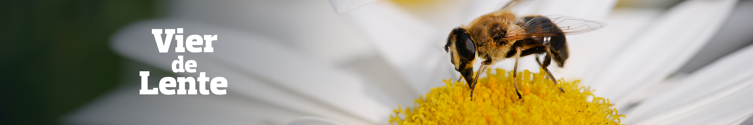 NP_-_Vier_de_Lente_-_Desktop