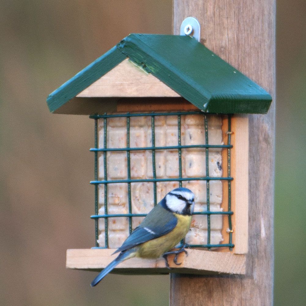 Vetbol Voeders Buiten, Wilde Vogels Spechten Balkon Tuin Vetbol Voeders Buiten, Wilde Vogels Spechten Balkon Tuin
