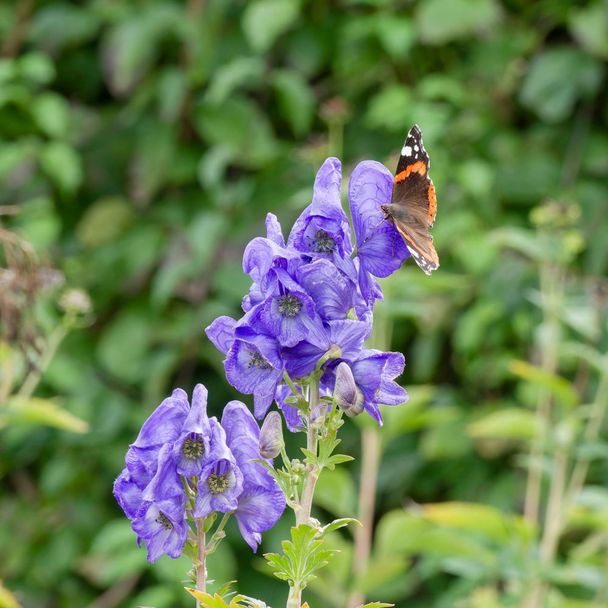 Azuren monnikskap - biologisch