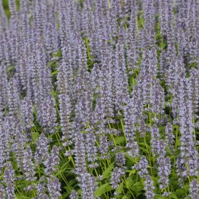 Dropplant-Anijsplant - biologisch