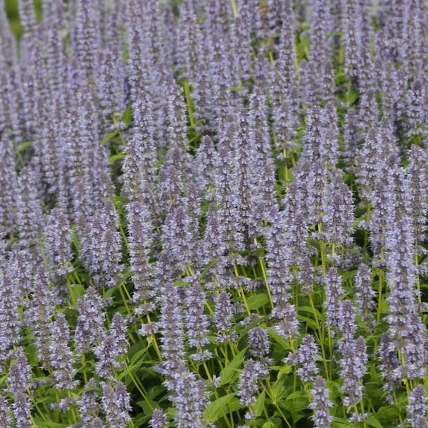 Dropplant-Anijsplant - biologisch