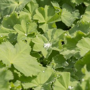 Fraaie Vrouwenmantel - biologisch