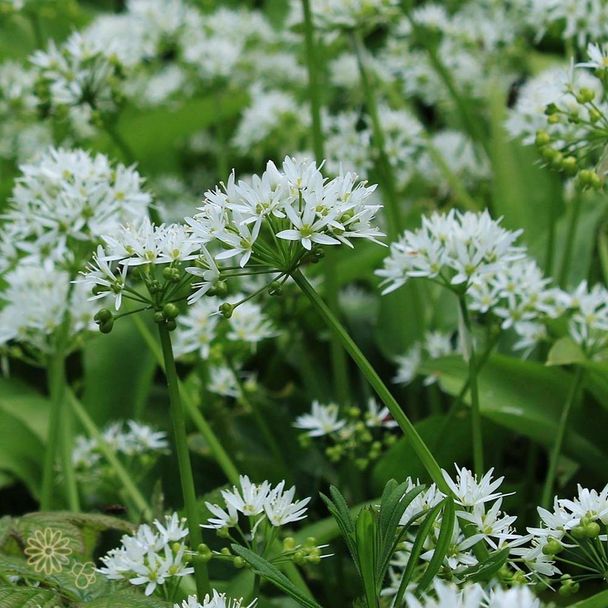 Chineese bieslook - biologisch