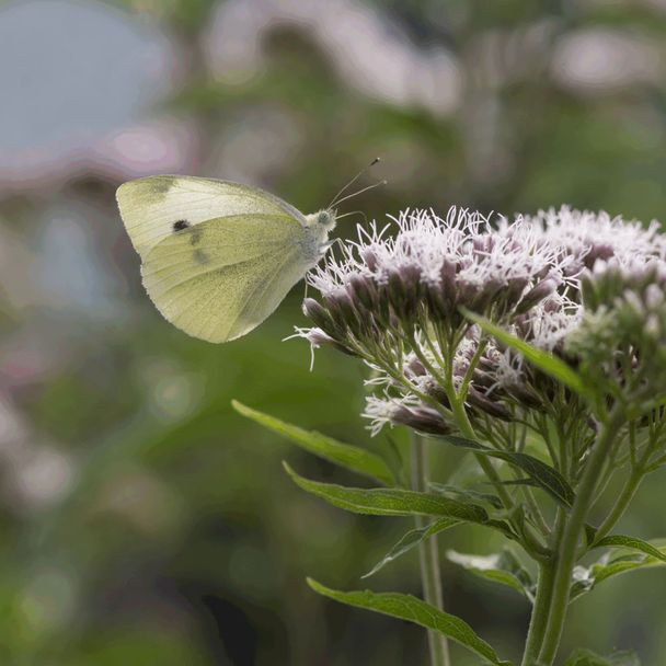 Koninginnekruid - biologisch