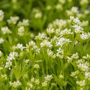 Lievevrouwebedstro - biologisch