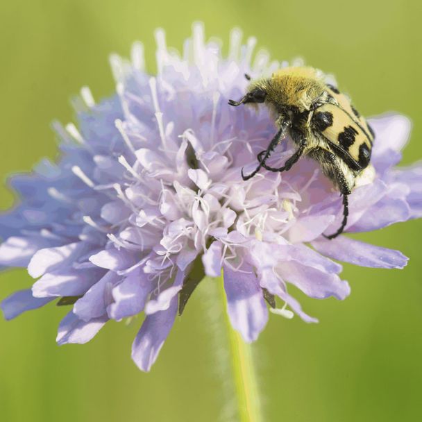 Beemdkroon - biologisch