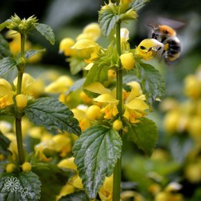 Gele Dovenetel - biologisch