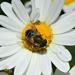 Gewone Margriet - biologisch