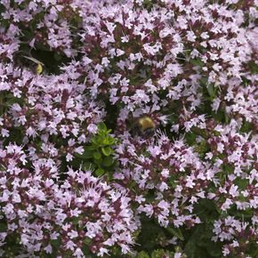Wilde Marjolein - biologisch