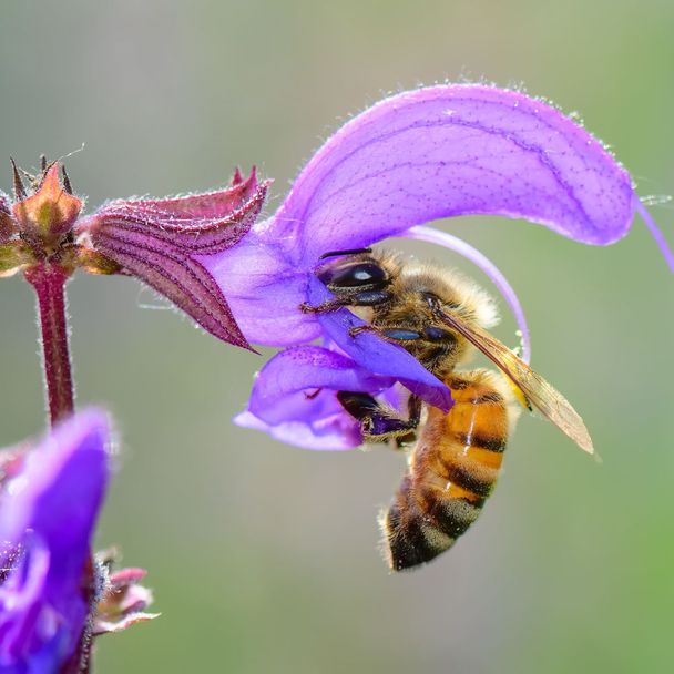 Veldsalie - biologisch
