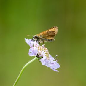Duifkruid - biologisch