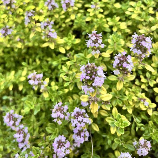 Citroen tijm - biologisch