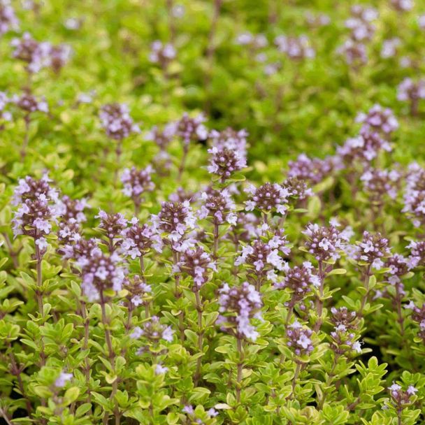 Kleine Tijm - biologisch