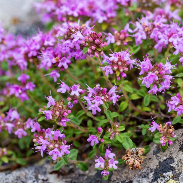 Echte Tijm 'vulgaris' - biologisch