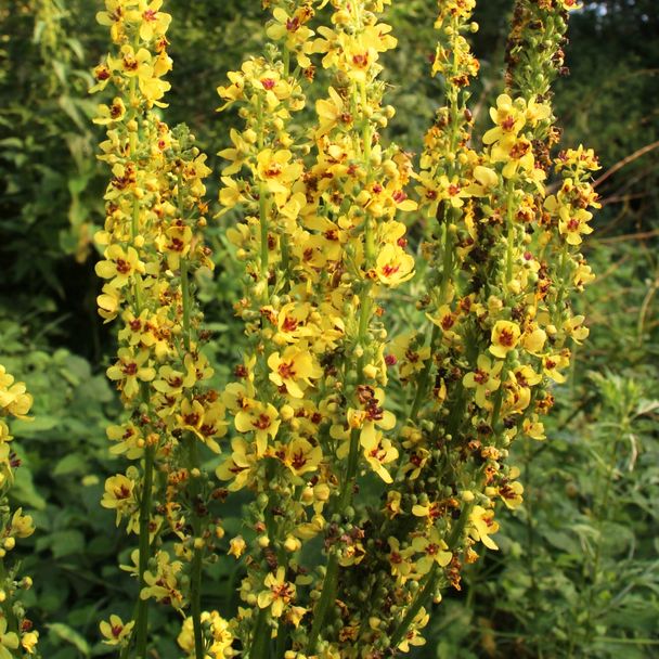Zwarte Toorts - biologisch