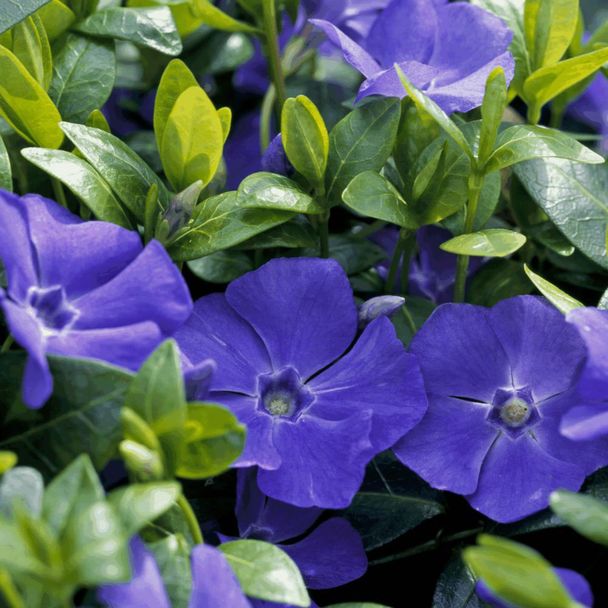 Kleine Maagdenpalm - biologisch