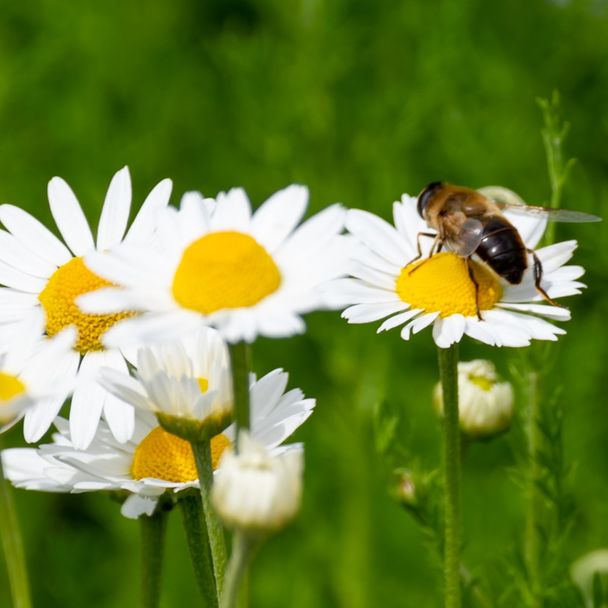Roomse Kamille - biologisch